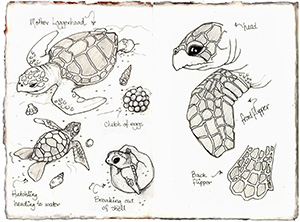 CK11 Are turtles good mums