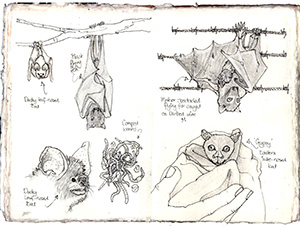 CK8 Do bats have a bad rap