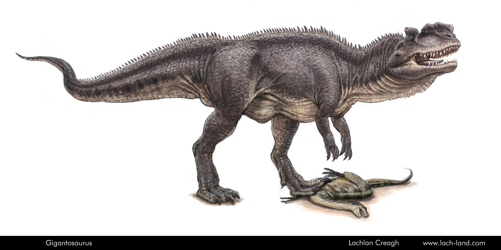 lcreagh_gigantosaurus.jpg